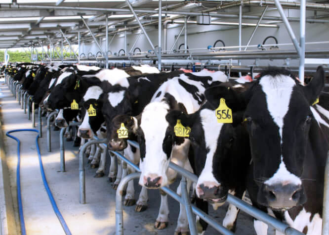 gallery-1 - Read Industrial - Servicing New Zealand's dairy industry ...