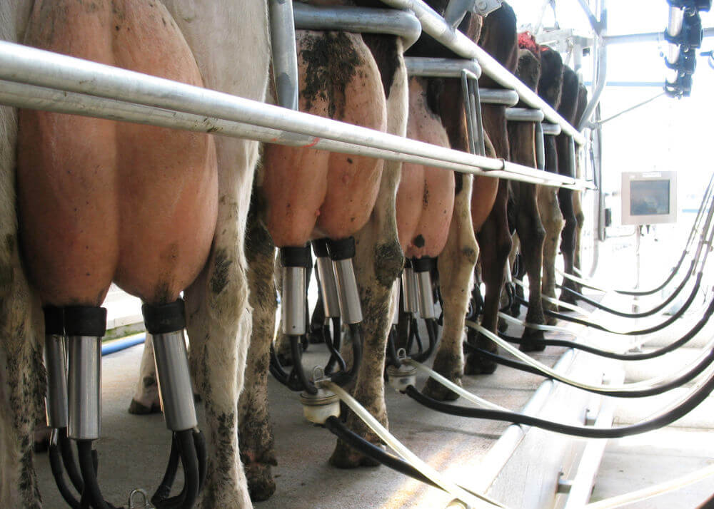 the milker's perspective