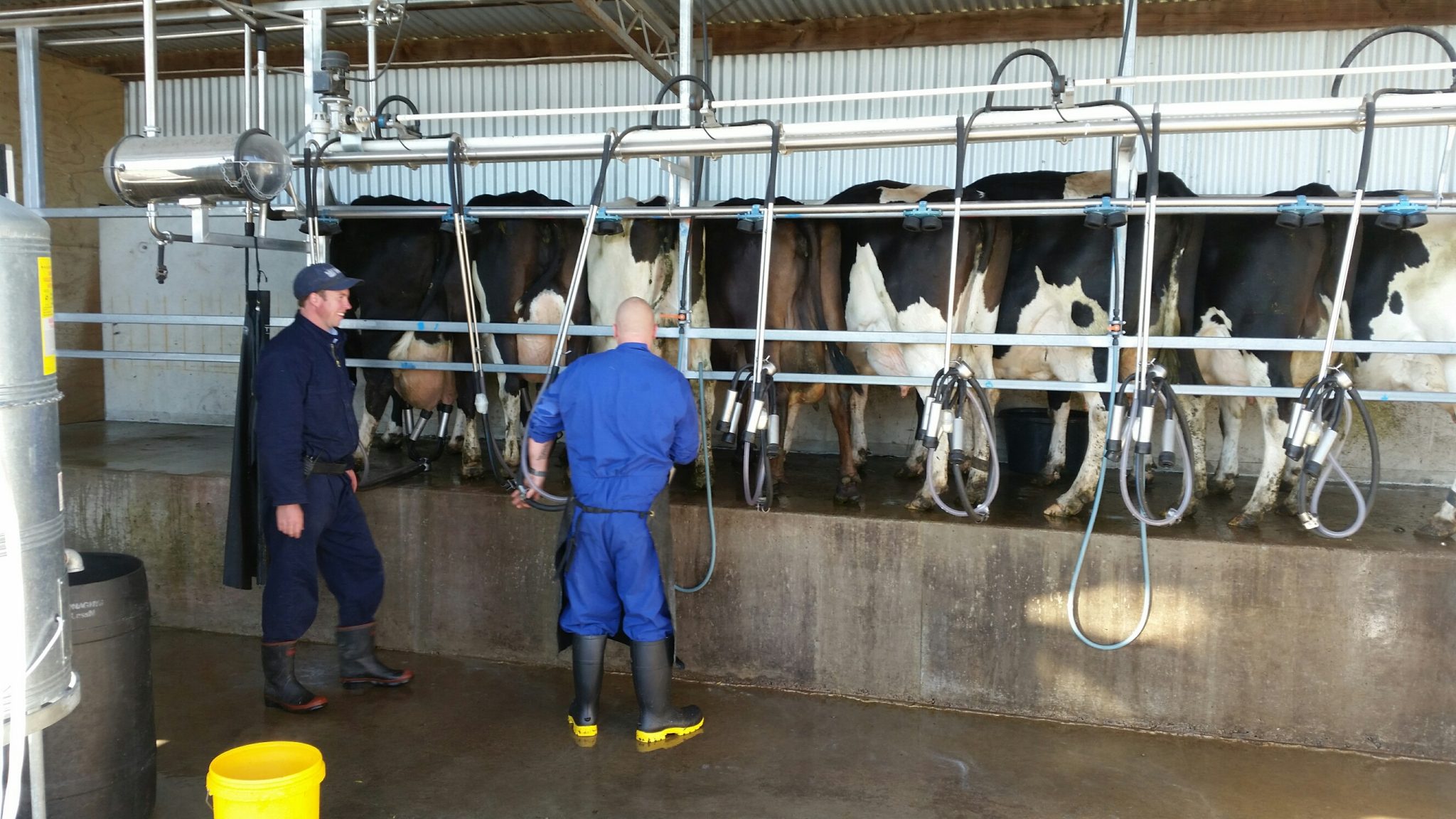 Read Milking System Christchurch Men's Prison