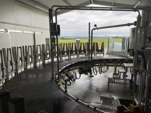 sheep milking platform 