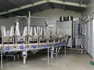 Internal sheep milker