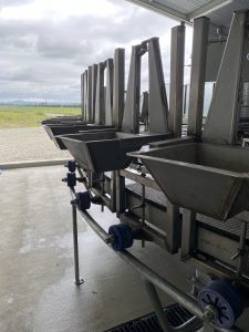 rotary sheep milking